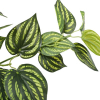 Bright Mixed Philodendron Plant 70cm Kings Warehouse 
