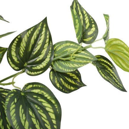 Bright Mixed Philodendron Plant 70cm Kings Warehouse 