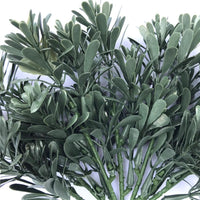 Cypress Bush Plant Stem UV Resistant 25cm Kings Warehouse 