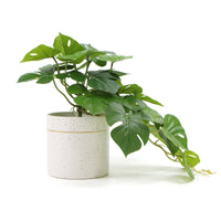 Decorative Ceramic Bowl Potted Artificial Monstera Plant 30cm Kings Warehouse 