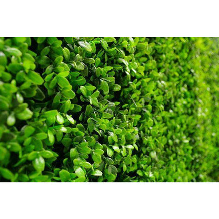 Deluxe Buxus Panels UV Stabilised 1m X 1m Kings Warehouse 