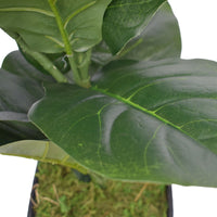 Dense Fiddle Leaf Fig Tree 70cm Home & Garden > Artificial Plants Kings Warehouse 