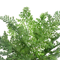 Faux Maden Hair Fern Stem 40cm Kings Warehouse 