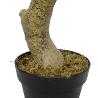 Faux White Flowering Magnolia Tree with Pot 130cm Artificial Plants Kings Warehouse 