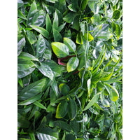 Green Meadows Vertical Garden UV Stabilised 1m X 1m Home & Garden > Artificial Plants Kings Warehouse 