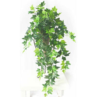 Hanging Green Ivy Bush 80cm Kings Warehouse 