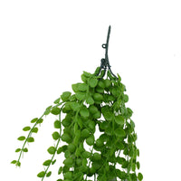 Hanging Pearls 90 cm Home & Garden > Artificial Plants Kings Warehouse 