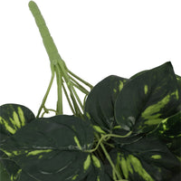 Heart Leaf Philodendron Hanging Creeper Bush 73cm Kings Warehouse 
