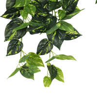 Heart Leaf Philodendron Hanging Creeper Bush 73cm Kings Warehouse 