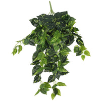 Heart Leaf Philodendron Hanging Creeper Bush 73cm Kings Warehouse 