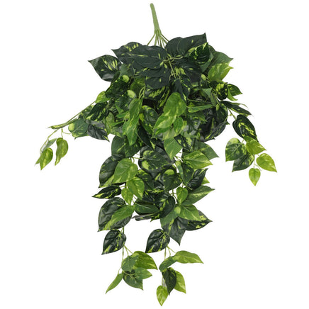 Heart Leaf Philodendron Hanging Creeper Bush 73cm Kings Warehouse 