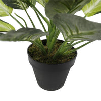 Leopard Lily (Dieffenbachia) with Pot 40cm Kings Warehouse 