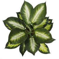 Leopard Lily (Dieffenbachia) with Pot 40cm Kings Warehouse 
