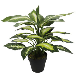 Leopard Lily (Dieffenbachia) with Pot 40cm Kings Warehouse 