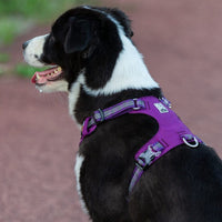 Lightweight 3M reflective Harness Purple 2XS Kings Warehouse 