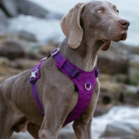 Lightweight Harness Purple S Kings Warehouse 