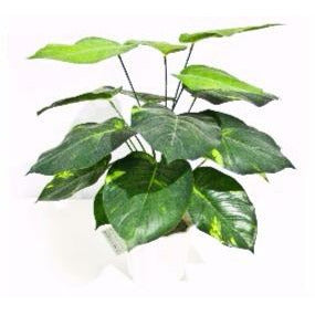 Lily Stem 32cm Kings Warehouse 