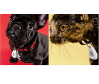 Mitey Tick Off For Pets Electronic Tick Repeller Kings Warehouse 