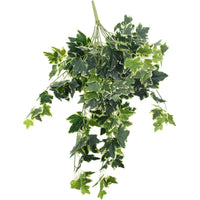 Mixed Green and White Tipped Ivy Bush 100cm Kings Warehouse 
