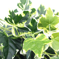 Mixed Green and White Tipped Ivy Bush 100cm Kings Warehouse 