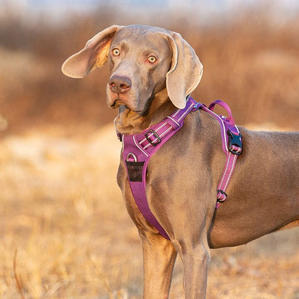 No Pull Harness Purple S Kings Warehouse 