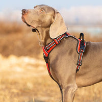 No Pull Harness Red M Kings Warehouse 