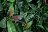 Photinia (Red Robin) Leaf Screens / Panels UV Stabilised 1m X 1m Kings Warehouse 