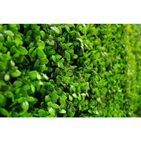 Portable Buxus Hedge UV Stabilised 75cm X 75cm Kings Warehouse 