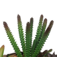 Potted Artificial Succulents with Round Decorative Bowl 19cm Home & Garden > Artificial Plants Kings Warehouse 