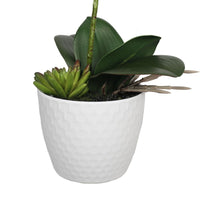 Potted Single Stem White Phalaenopsis Orchid with Decorative Pot 35cm Home & Garden > Decor Kings Warehouse 
