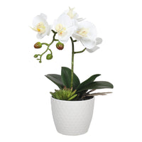 Potted Single Stem White Phalaenopsis Orchid with Decorative Pot 35cm Home & Garden > Decor Kings Warehouse 