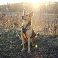 Reflective Heavy Duty Harness Orange XS Kings Warehouse 