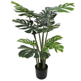 Split Philodendron (Split Leaf) 120cm Kings Warehouse 