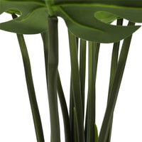 Split Philodendron (Split Leaf) 120cm Kings Warehouse 