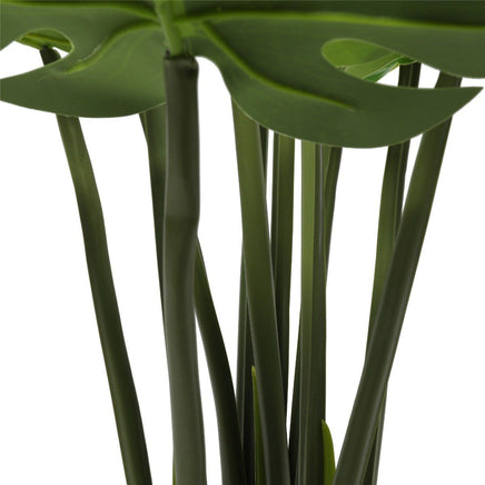 Split Philodendron (Split Leaf) 120cm Kings Warehouse 