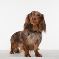 Tickless Mini Electronic Tick Repeller for Cats and Small Dogs Kings Warehouse 