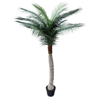 Tropical Phoenix Palm Tree 170cm UV Resistant New Arrivals Kings Warehouse 
