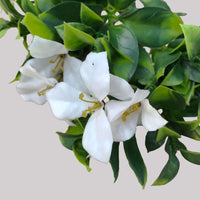 White Flowering Jasmine Stem UV Resistant 30cm Kings Warehouse 