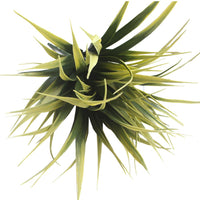 Yellow Tipped Grass Stem UV Resistant 35cm Kings Warehouse 